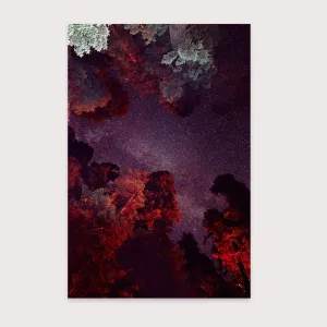Sequoia - Amanda Friedman